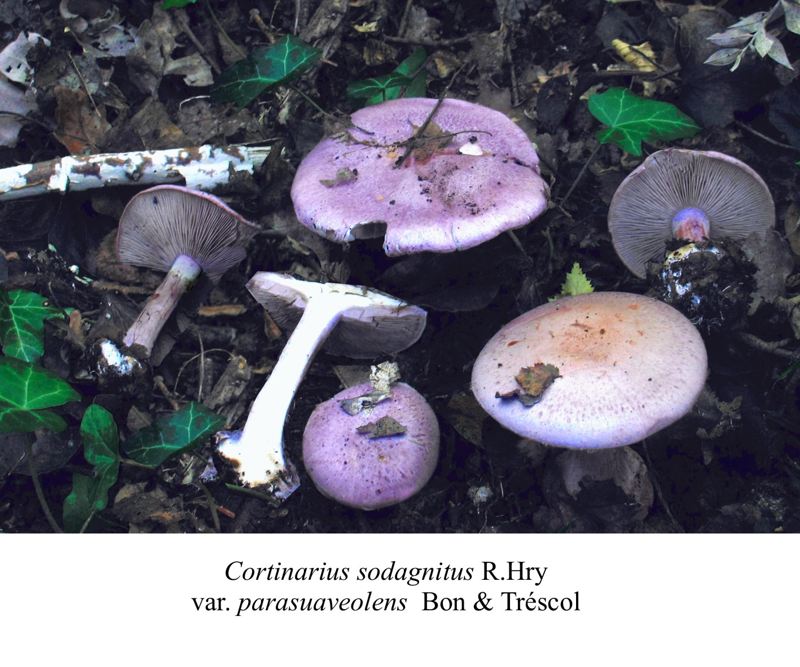 Cortinarius sodagnitus var. parasuaveolens